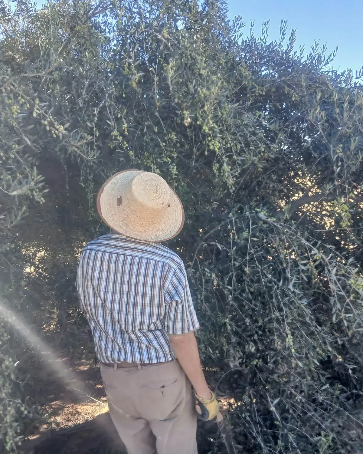 The picking