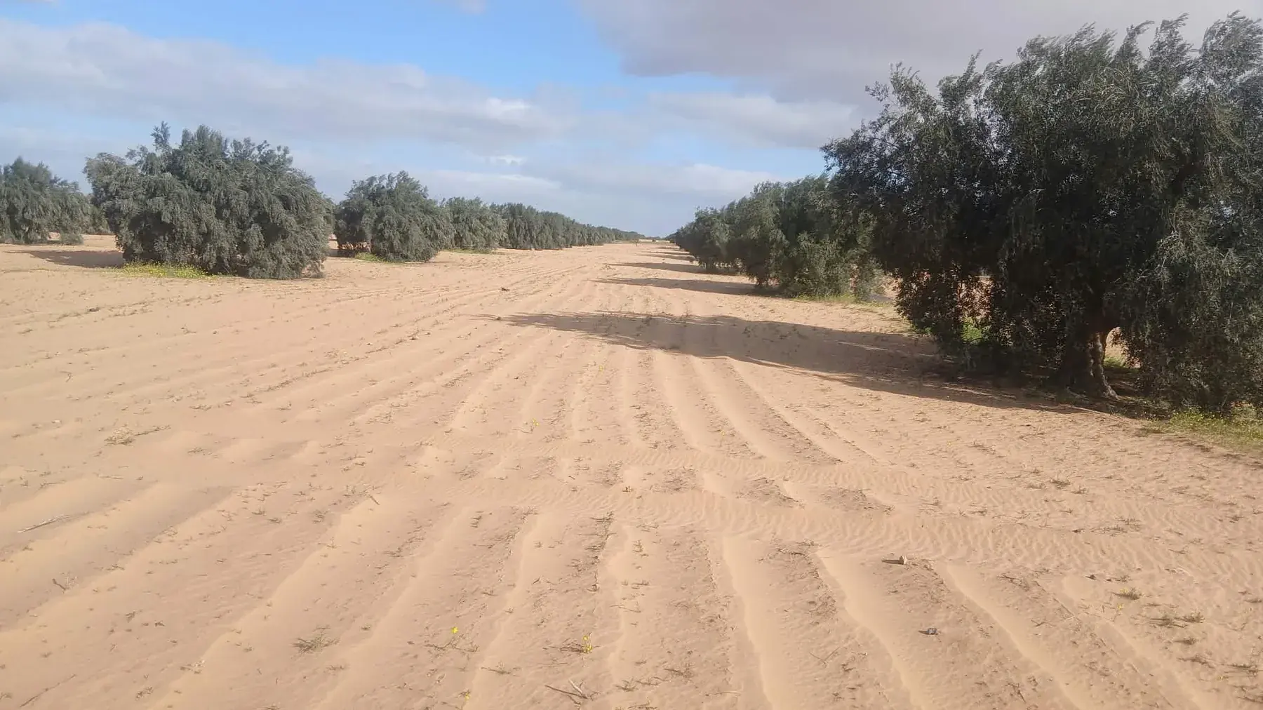 مسلك الهنشير بين أشجار الزيتون