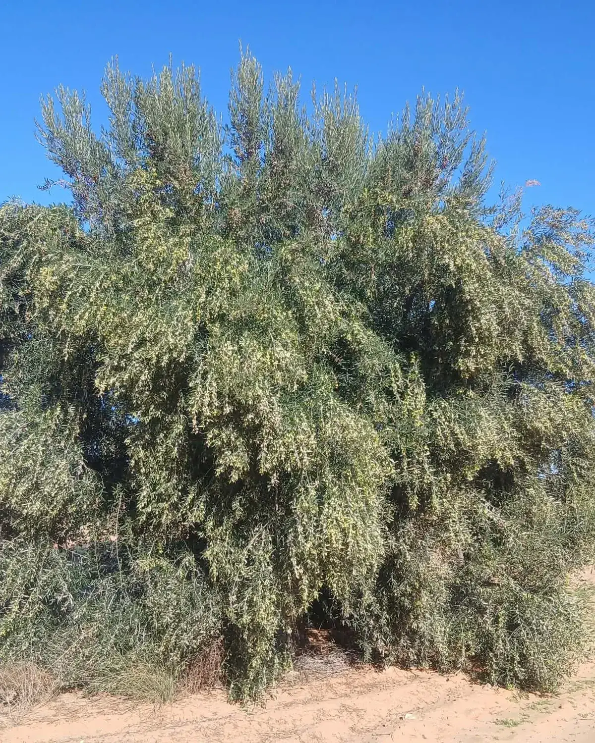 زيتونة من الهنشير