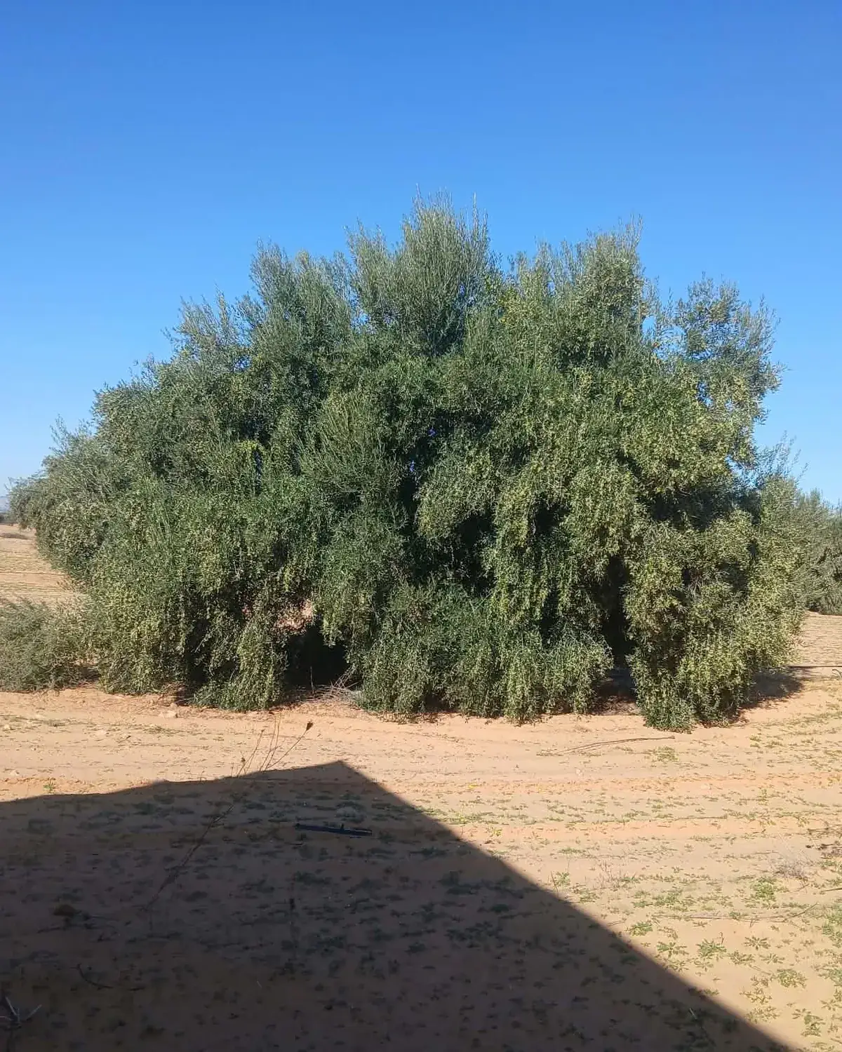 زيتونة من الهنشير